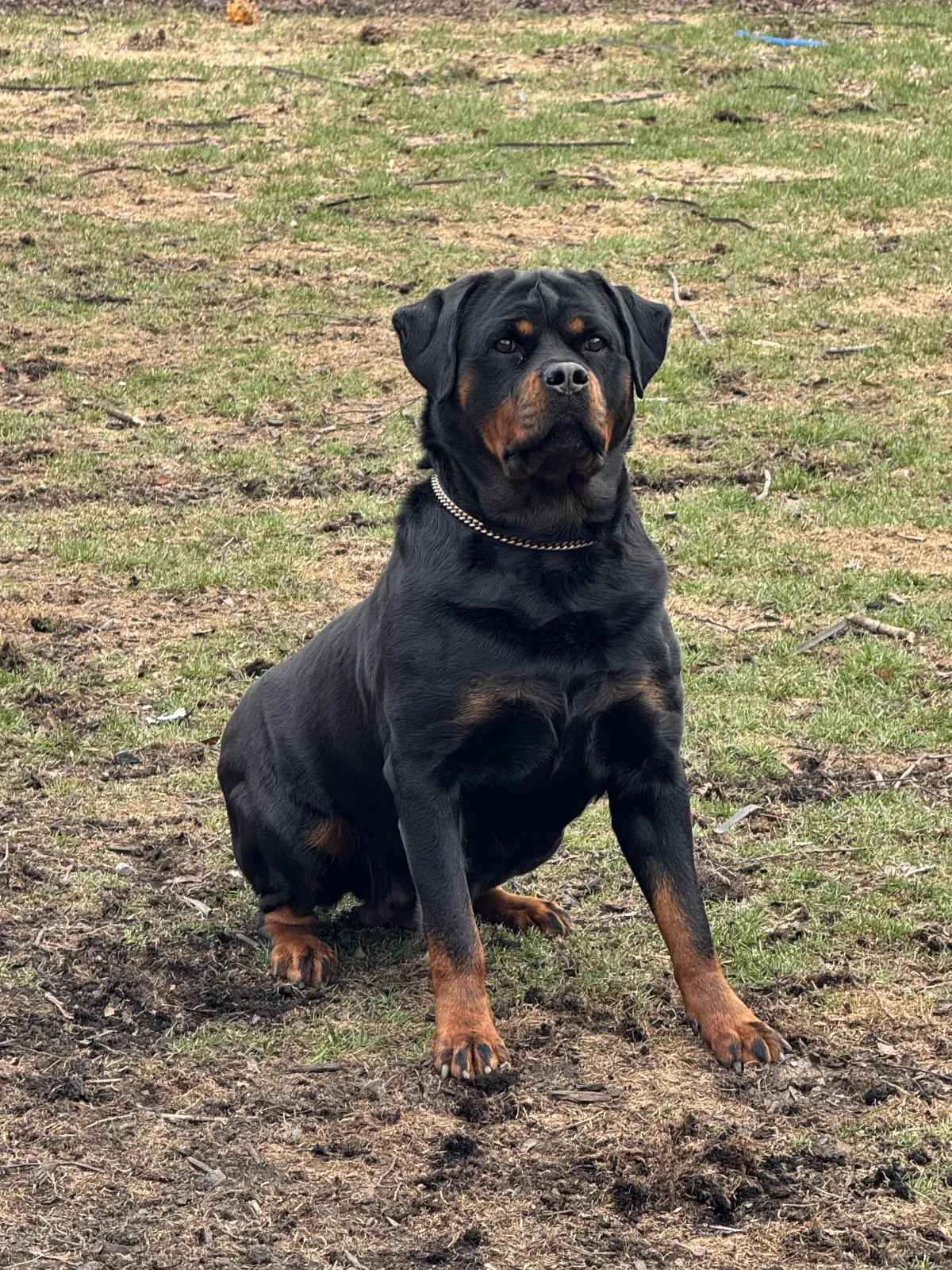 Kai (F) excellent temperament Rottweiler