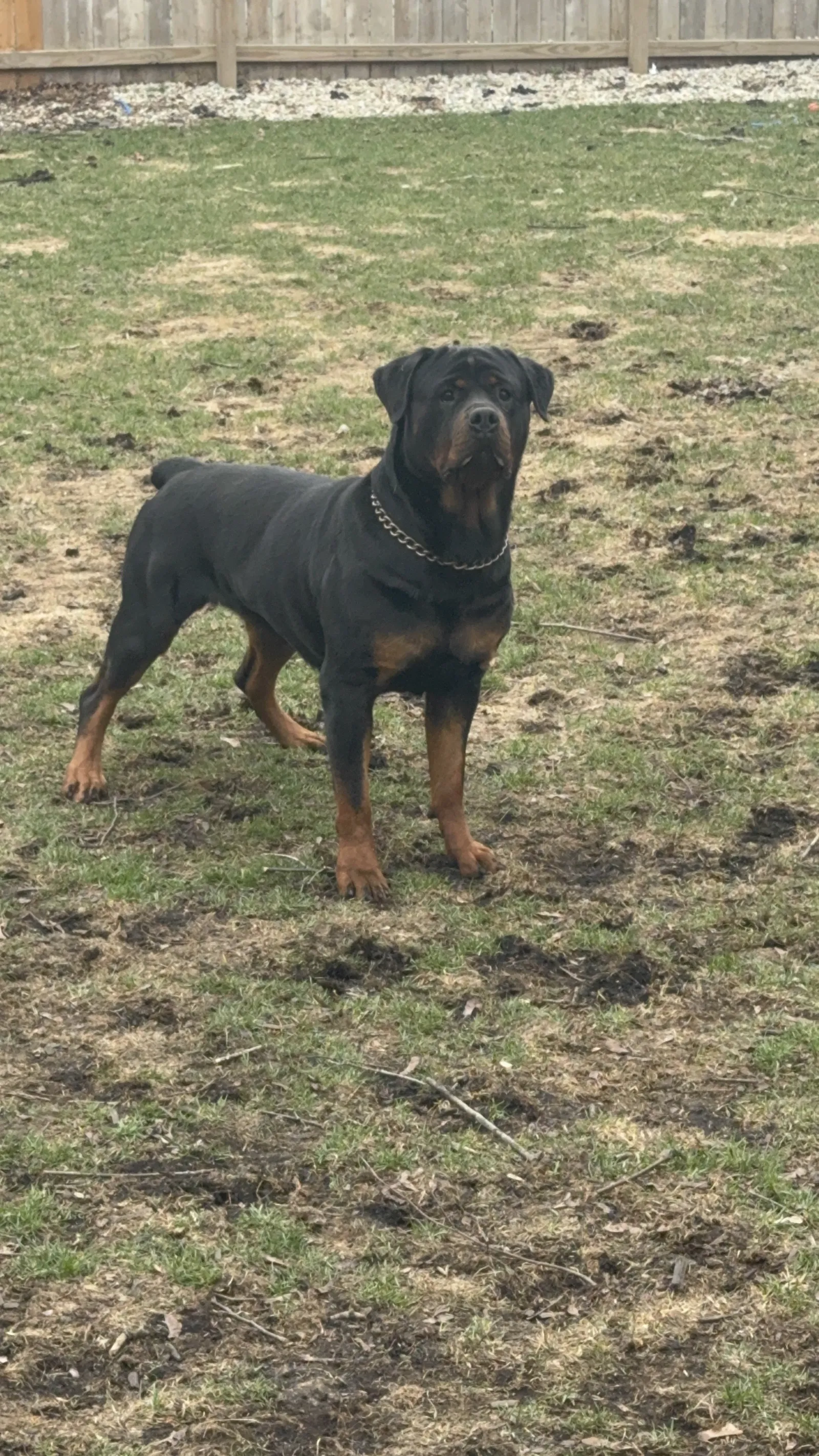 Kenya Rottweiler (F)